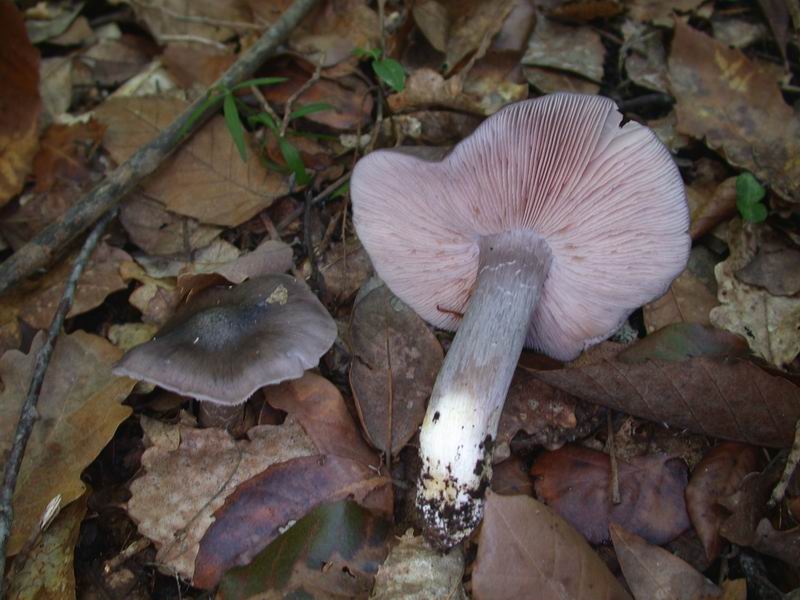 Escursione autunnale in Corsica - 3